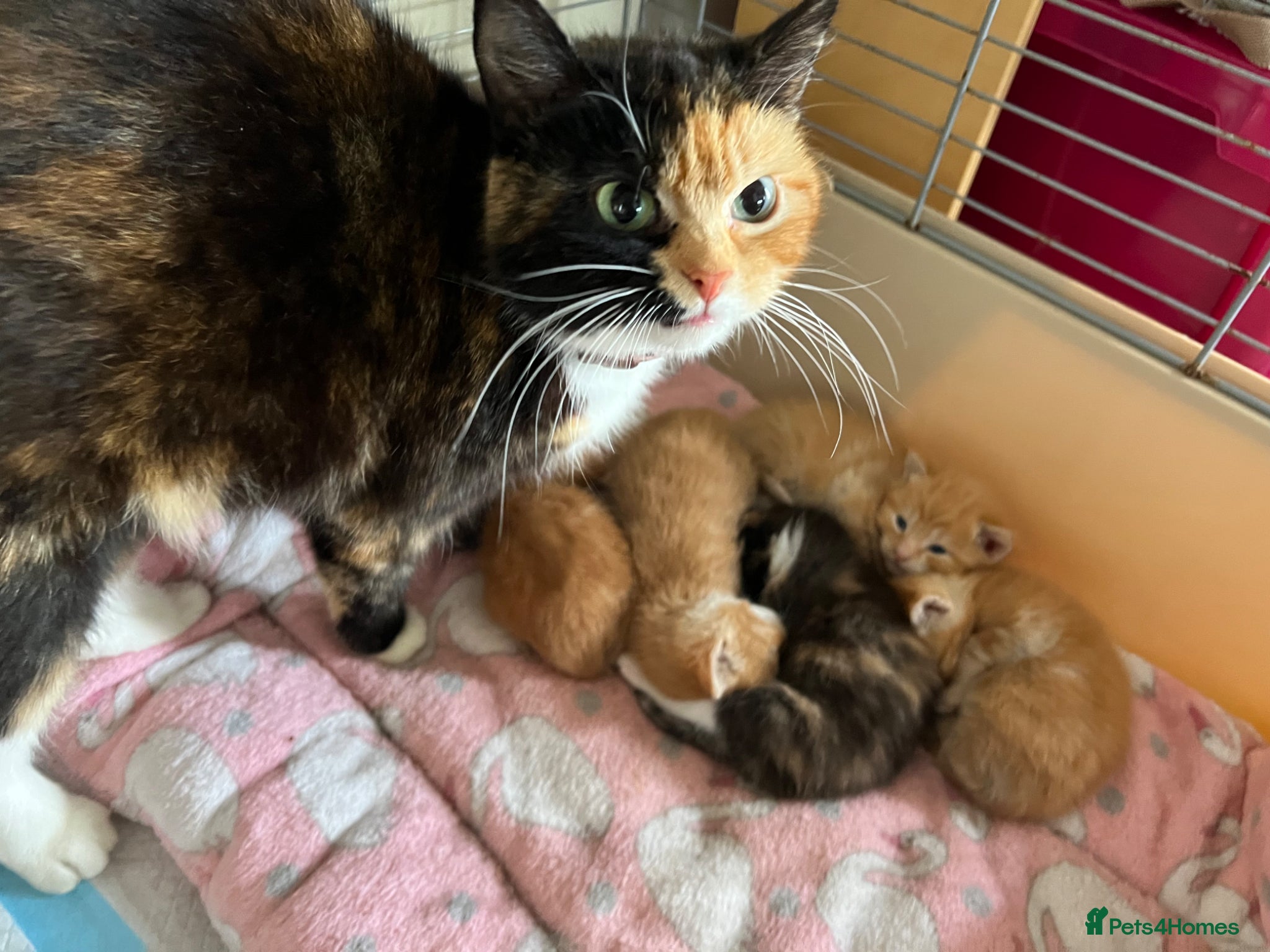 Mixed Breed cats Kittens - Advert 1