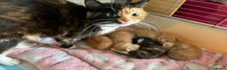 Mixed Breed cats for sale: Kittens - Advert 1