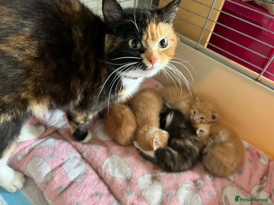 Mixed Breed cats for sale: Kittens - Advert 1