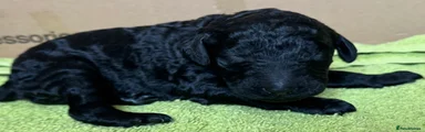 Standard Poodle Puppy 5