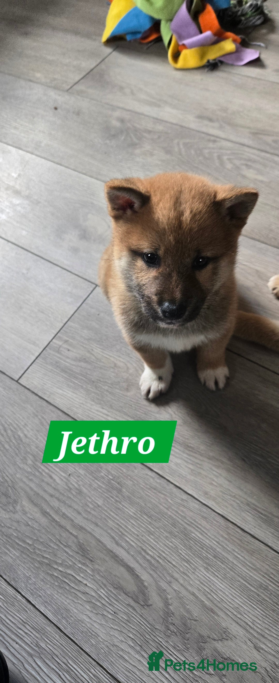 Japanese Shiba Inu dogs for sale: Beautiful Shiba - Image 9
