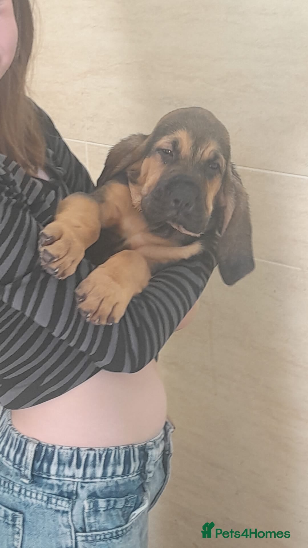 Bloodhound dogs Bloodhound Puppies - Advert 2