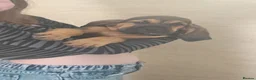 Bloodhound dogs for sale: Bloodhound Puppies - Advert 14