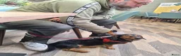 Dachshund dogs for sale: Wirehaired Dachshund for sale in Oswestry - Advert 3