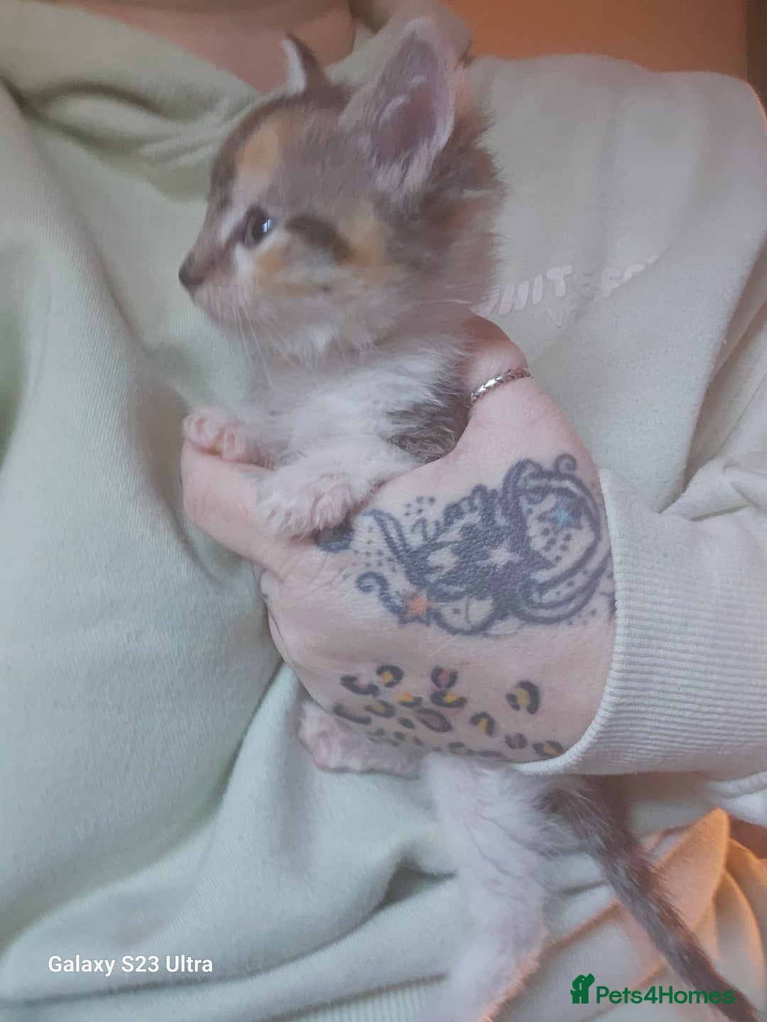Mixed Breed cats for sale: Calico girl 6 week - Advert 2