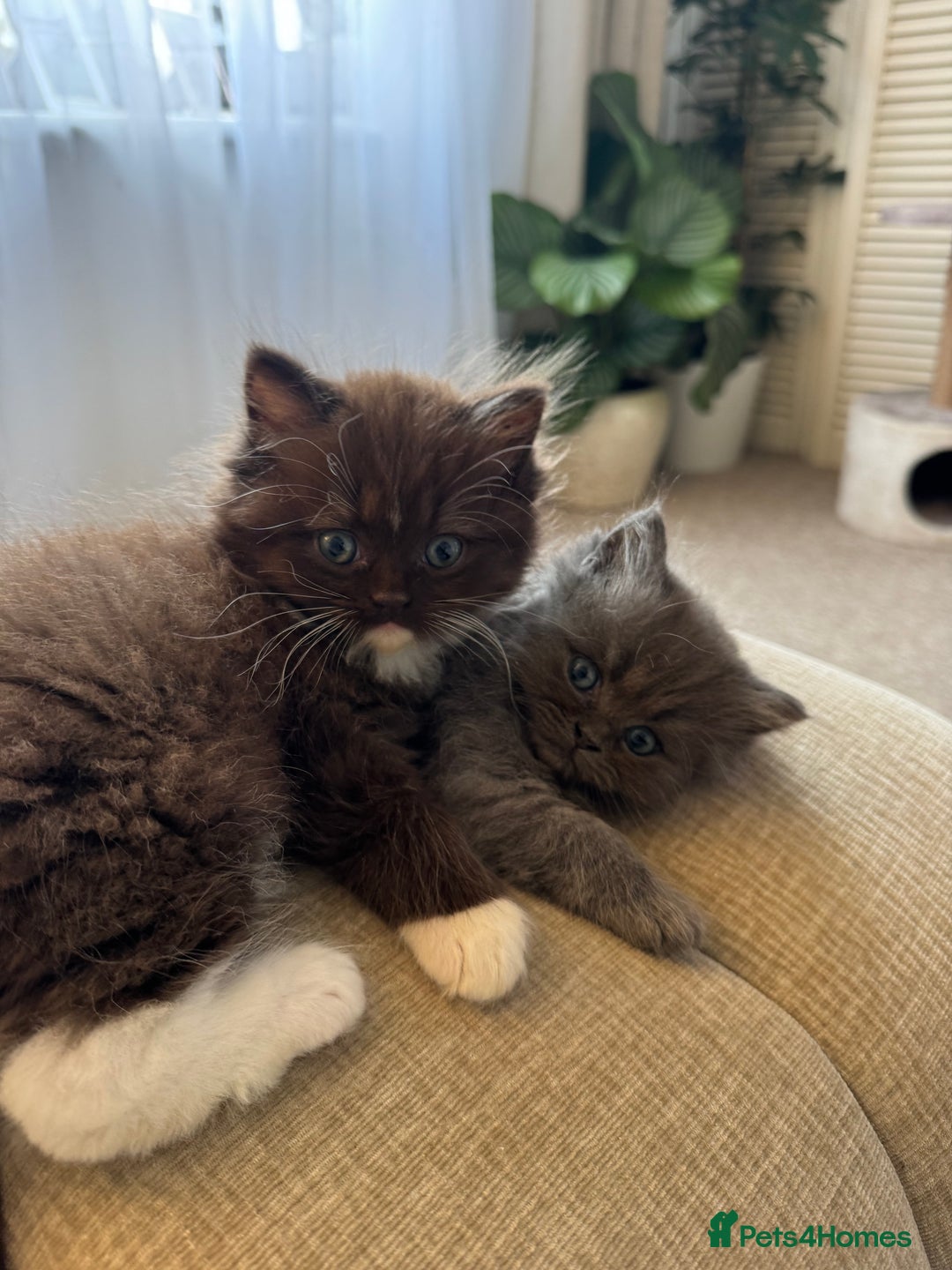 Persian cats for sale: Gorgeous Grey Persian Ragdoll Mix - Image 3