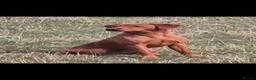 Labrador Retriever dogs for sale: ⭐️ Fox Red Lab Pups - Council licensed - Advert 7