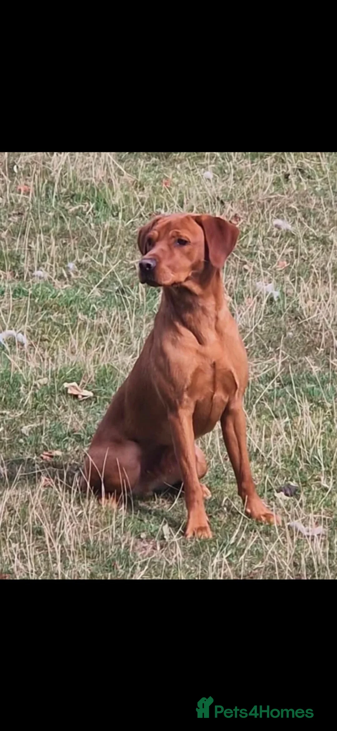 Labrador Retriever dogs for sale: ⭐️ Fox Red Lab Pups - Council licensed - Advert 7