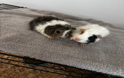 Guinea Pig rodents for sale: Baby guinea pigs for sale male and female ready  - Image 1