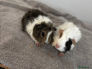 Guinea Pig rodents for sale - Advert 1