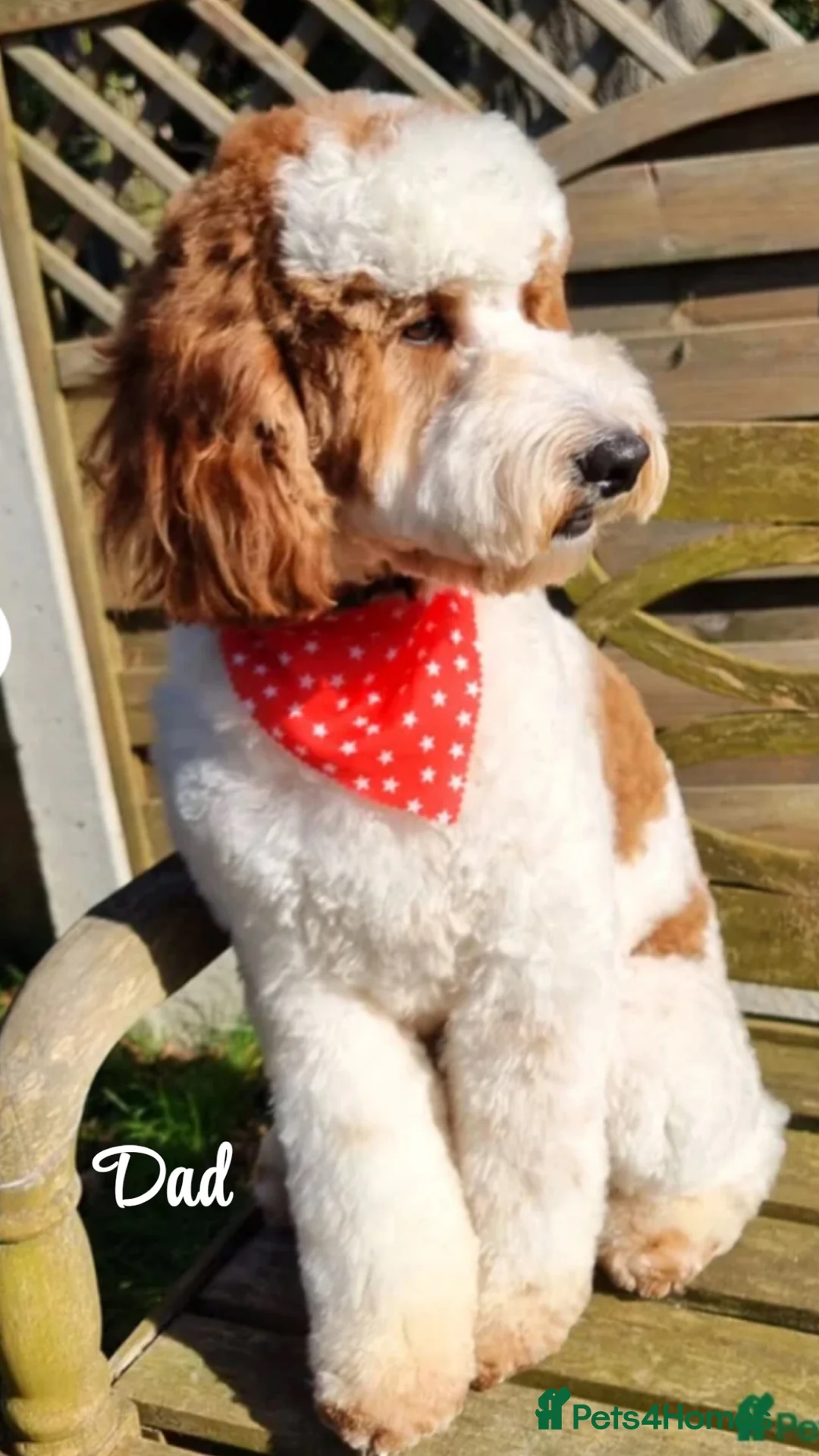 Labradoodle dogs for sale: Beautiful Labradoodle Puppies Available 🐾 - Advert 4