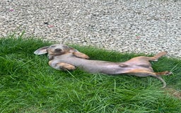 Dachshund dogs for sale: Reggie  - Image 4