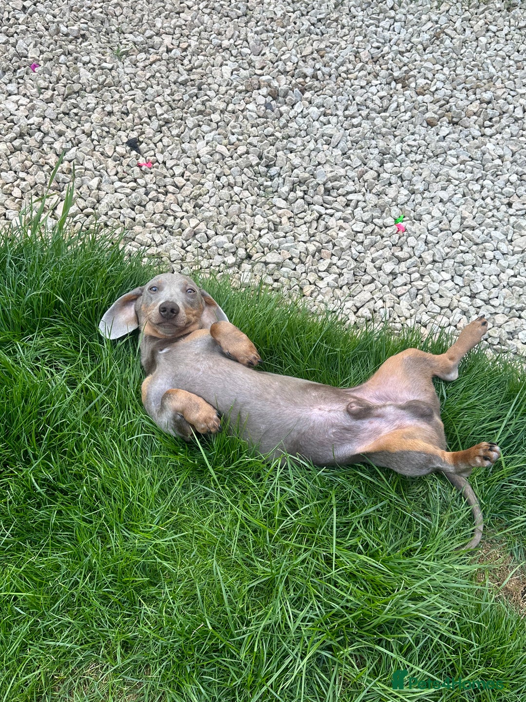 Dachshund dogs for sale: Reggie  - Image 4