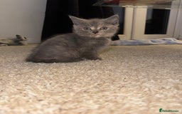British Longhair cats for sale: 1 beautiful British longhair kitten left - Image 1