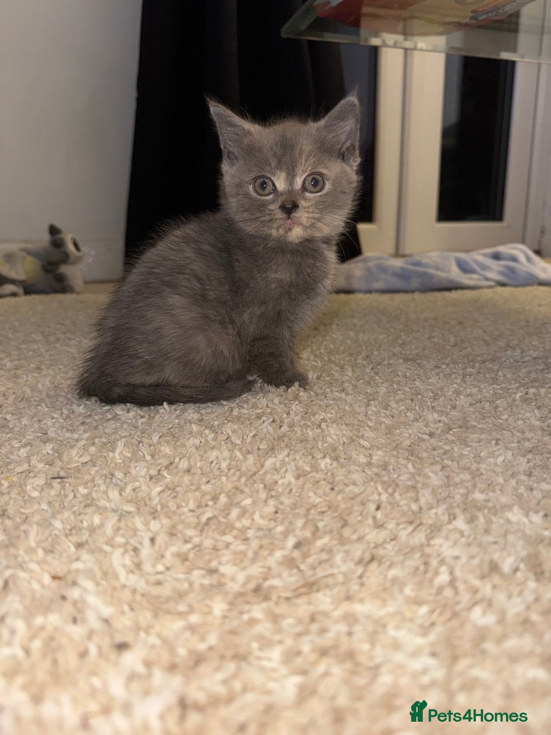 British Longhair cats for sale: 1 beautiful British longhair kitten left - Image 1