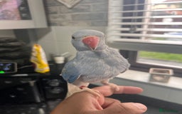 Ringnecks birds for sale: Violet ringneck / and green ringneck for sale  - Image 1