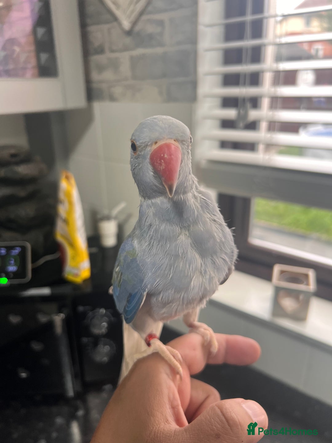 Ringnecks birds for sale: Violet ringneck / and green ringneck for sale  - Image 1