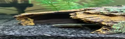 Other/Mixed Breed fish for sale: Rope Fish / African Reedfish – Pair - Advert 2
