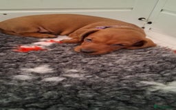Dachshund dogs for sale: Standard smooth dachshunds males  - Image 19