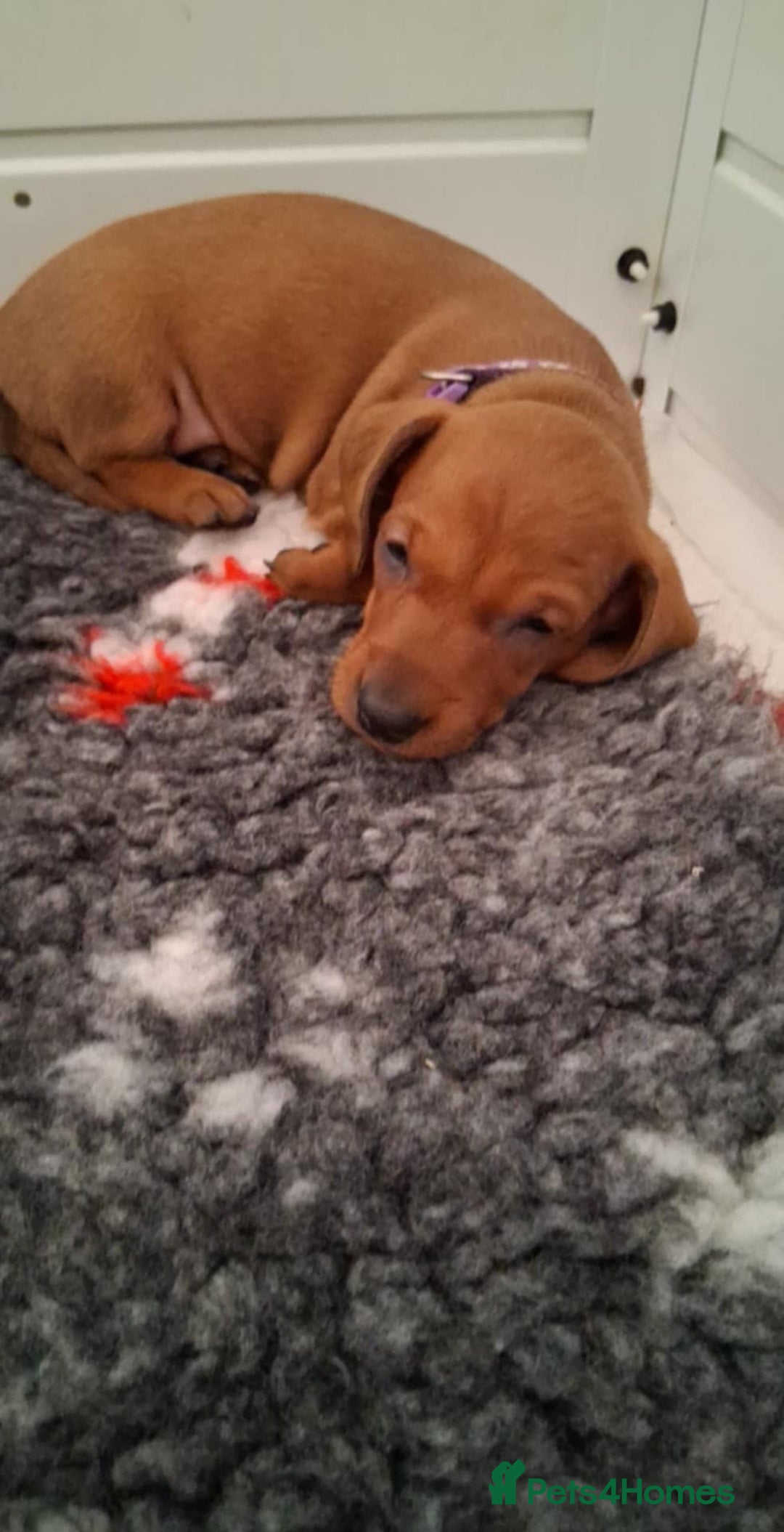Dachshund dogs for sale: Standard smooth dachshunds males  - Image 19