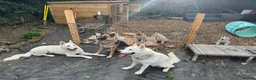 Shepsky dogs for sale: Stunning Shepsky Girl - Advert 4