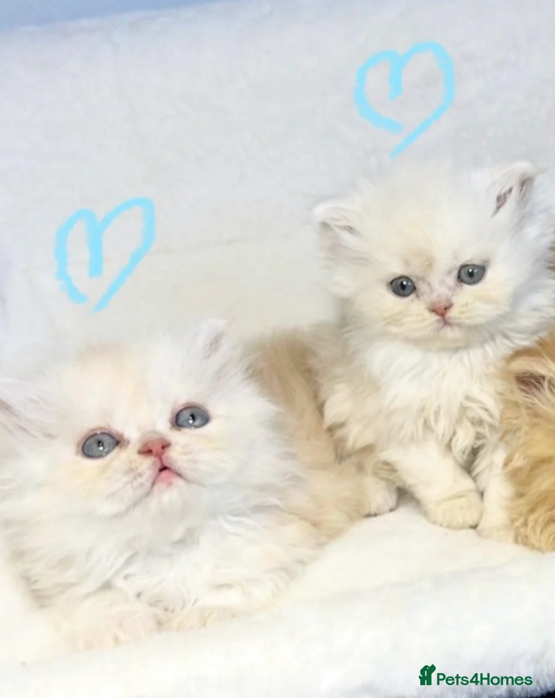 Persian cats for sale: BEAUTIFUL DOLL FACE FULL PERSIAN LONG HAIR KITTEN - Advert 2