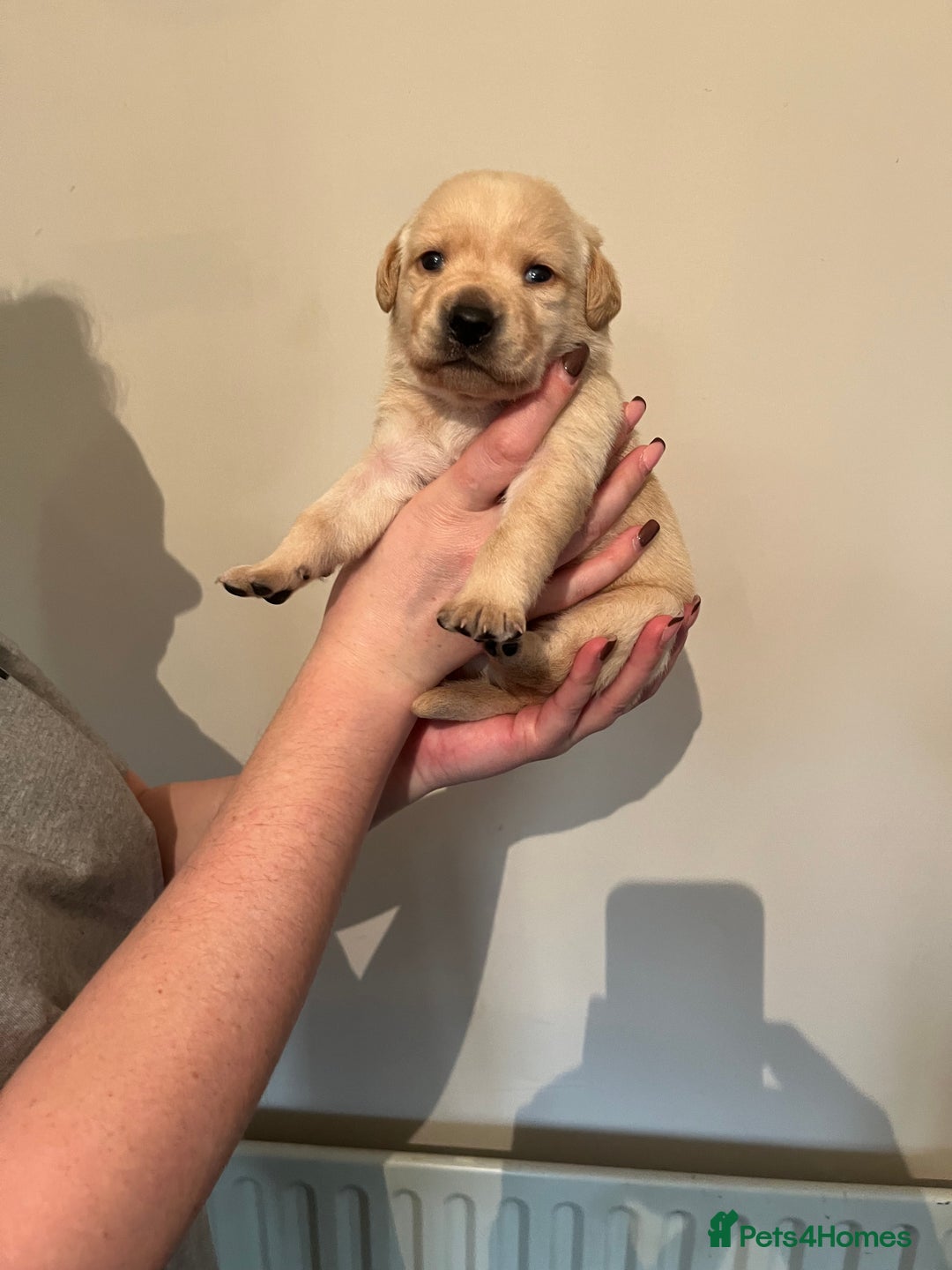 Labrador Retriever dogs for sale: Labrador Puppies - Advert 20