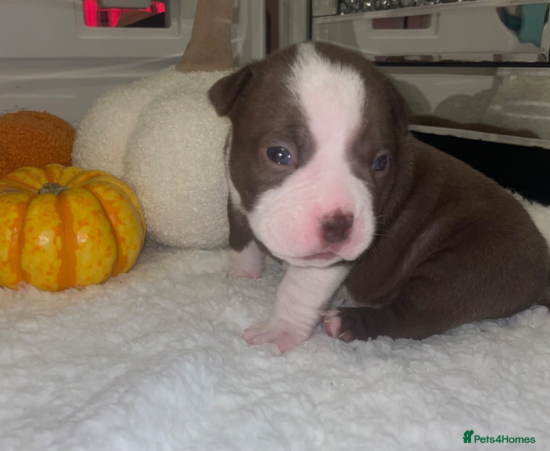 American Bully dogs for sale: 4 ABKC unreal pocket/micro bully’s - Advert 13