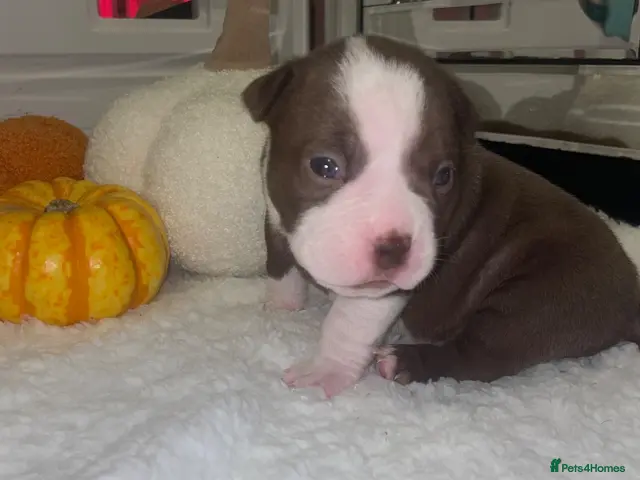 American Bully dogs for sale: 4 ABKC unreal pocket/micro bully’s - Advert 13