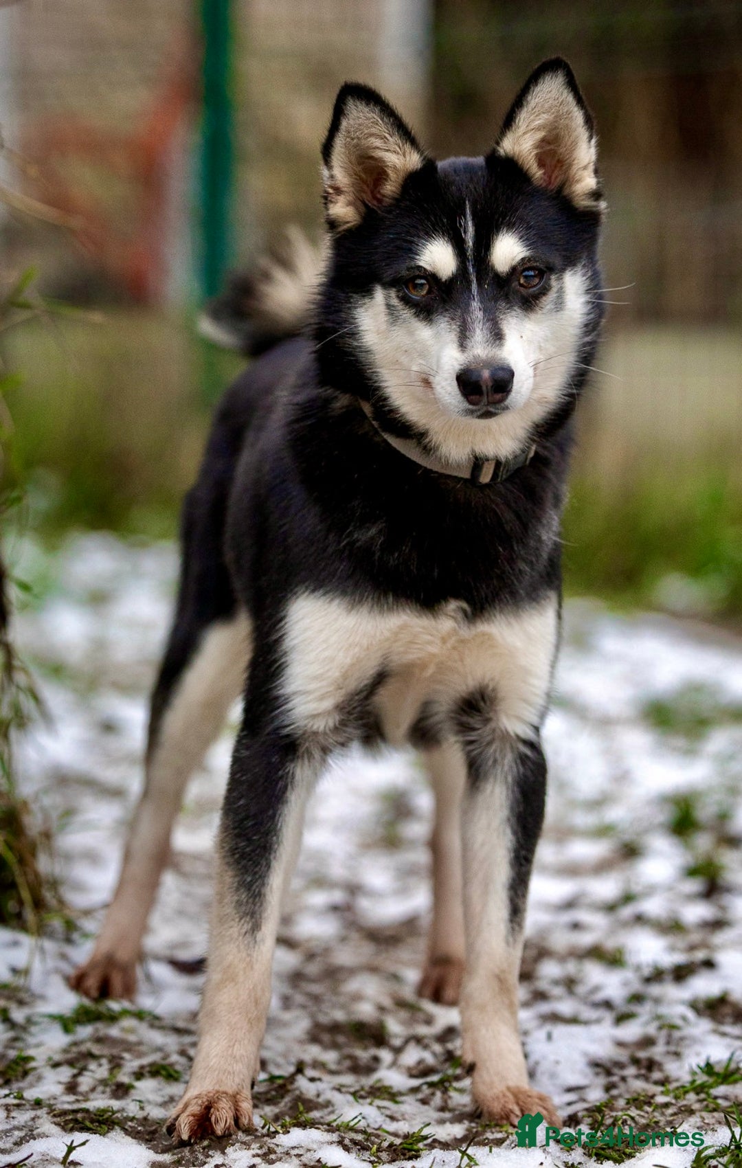 Pomsky dogs for adoption: TUCKER – Male Pomsky  - Advert 4