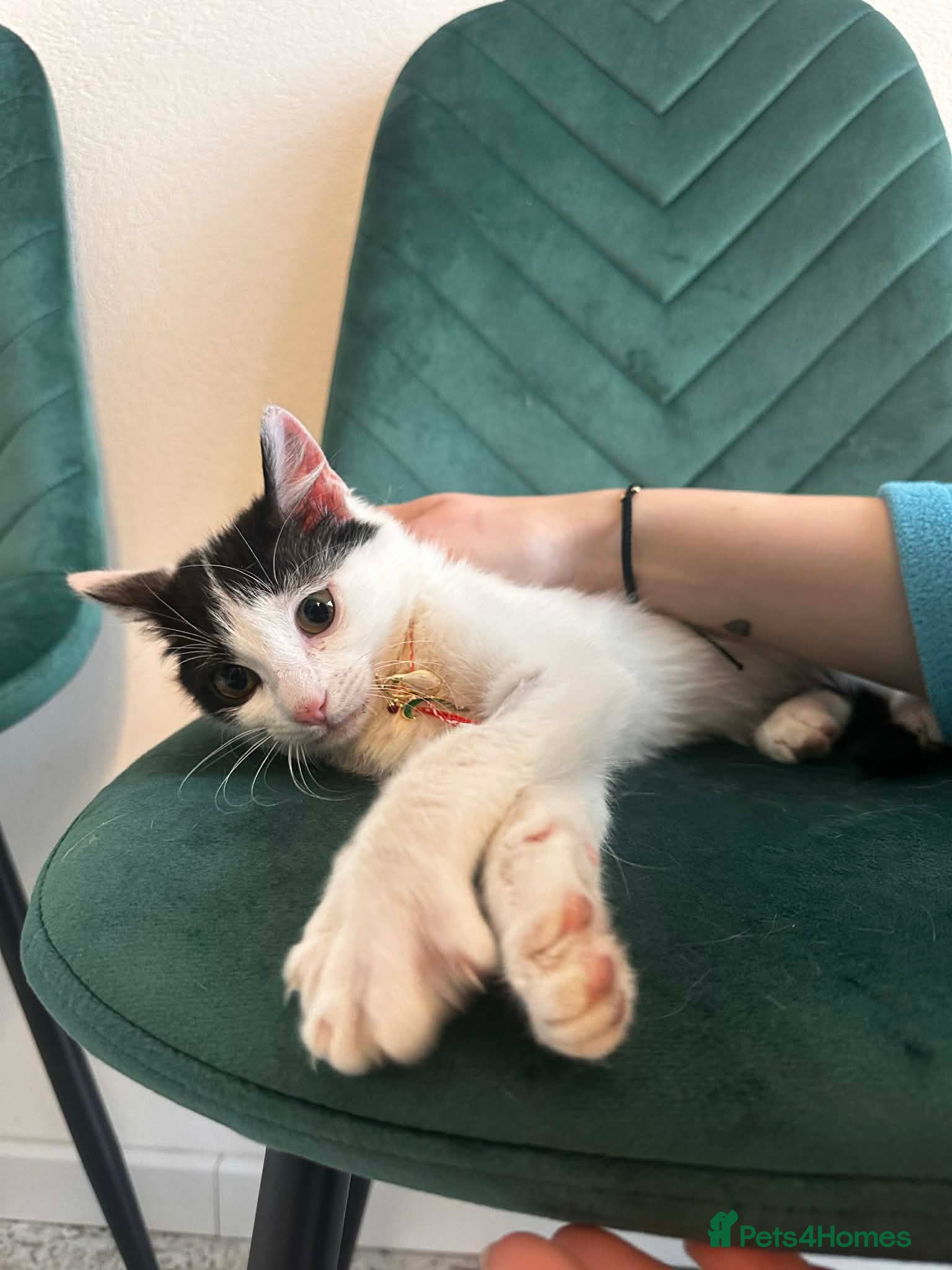 Mixed Breed cats Prince for adoption in Fleet - Advert 3