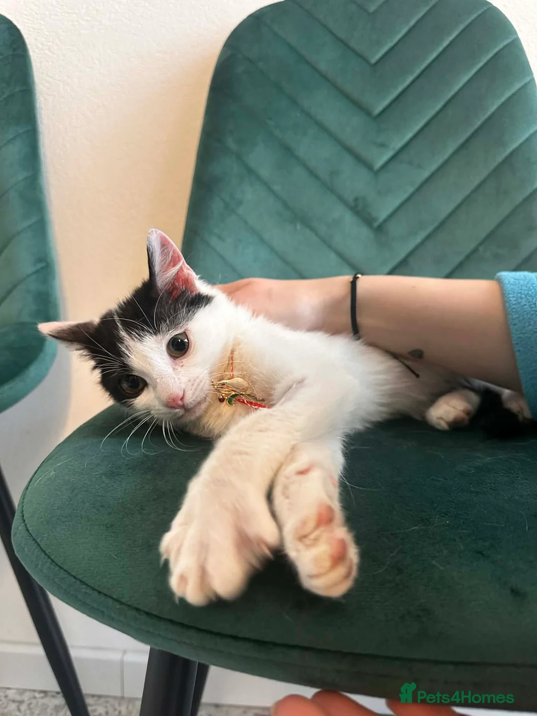 Mixed Breed cats for adoption: Prince for adoption in Fleet - Advert 1