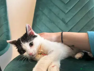 Mixed Breed cats Prince for adoption in Fleet - Advert 3