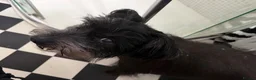 Mixed Breed dogs for sale: Older Gentleman Looking for His Happy Ever After in Ashford - Advert 1