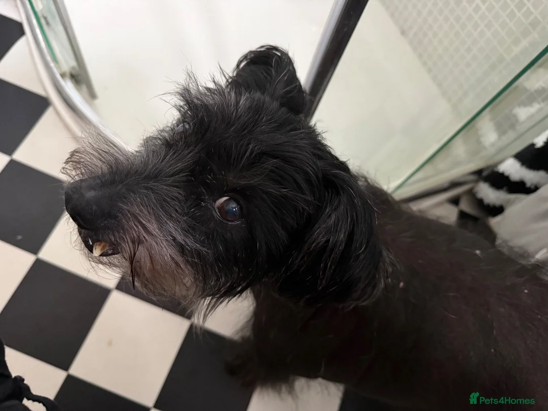 Mixed Breed dogs for sale: Older Gentleman Looking for His Happy Ever After in Ashford - Advert 1