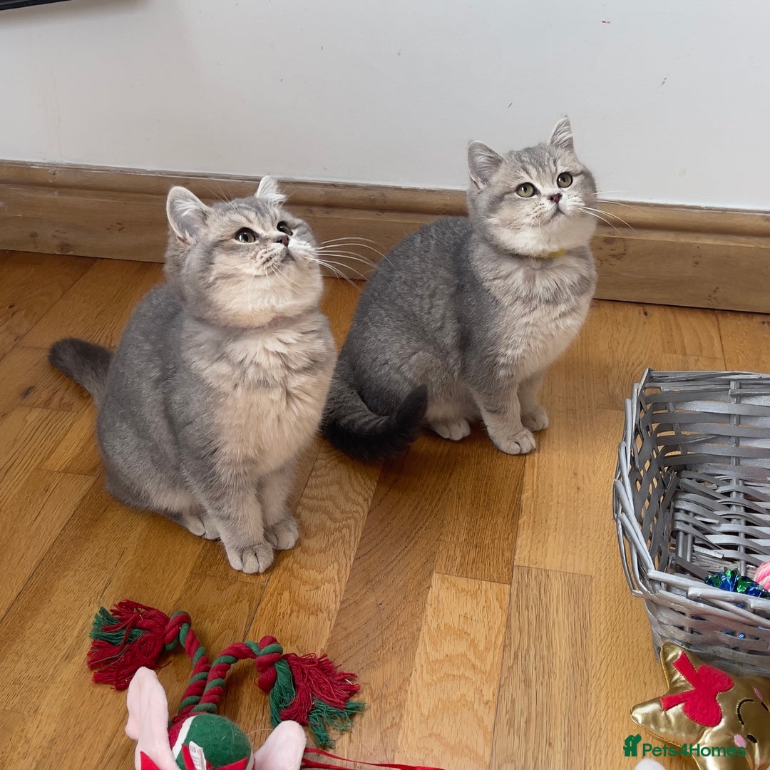British Shorthair cats for sale: Remaining 2 TICA & GCCF British Shorthair Kittens - Advert 15