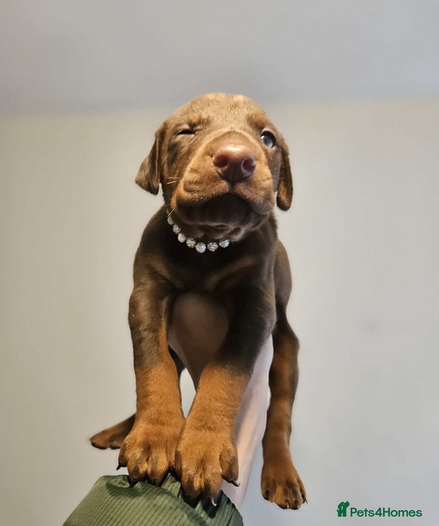 Dobermann dogs 🔥Top Quality Champion Bloodline KC registered 🏆 - Advert 1