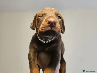 Dobermann dogs 🔥Top Quality Champion Bloodline KC registered 🏆 - Advert 1