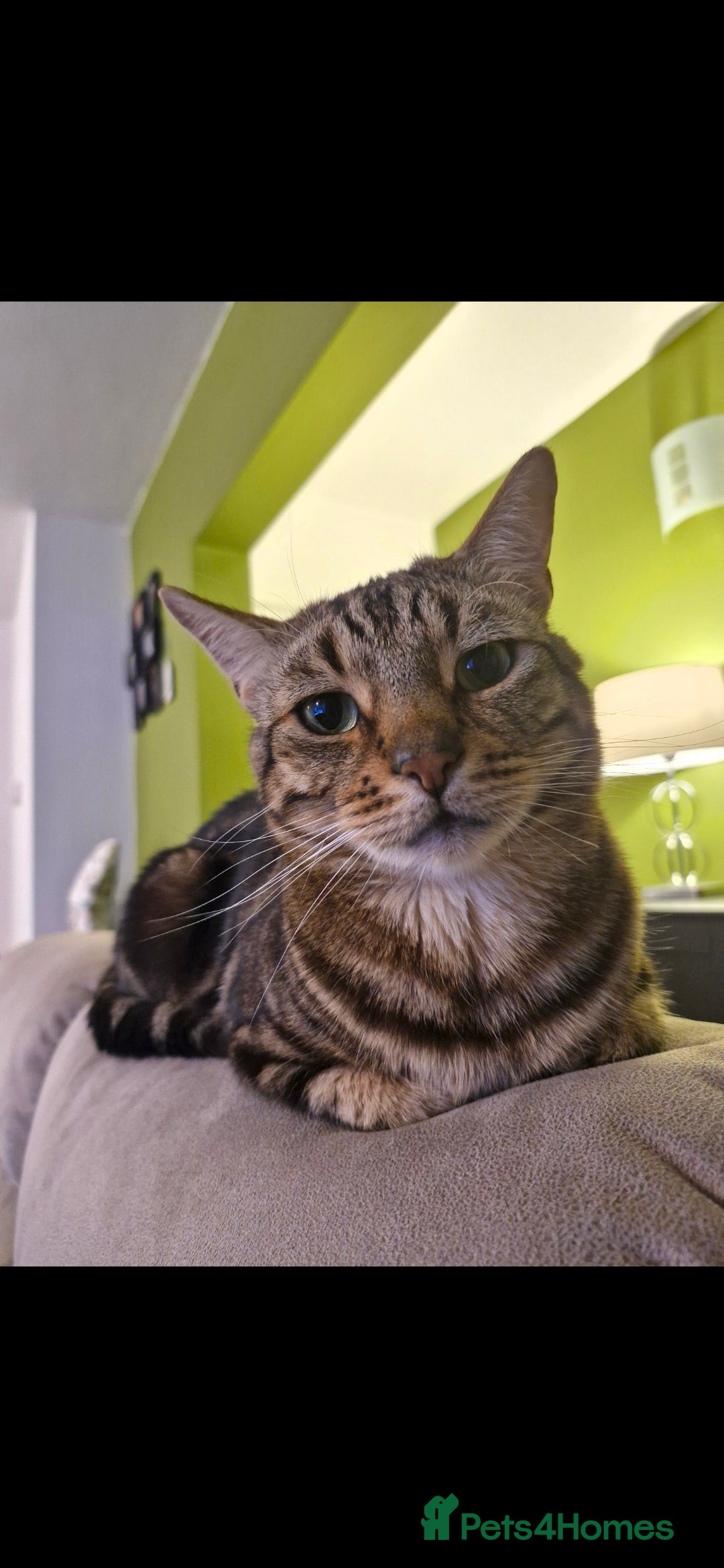 Mixed Breed cats for sale: X2 cats  **   - Advert 3