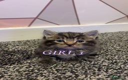 Ragdoll cats for sale: 3 Tiger ragdoll X kittens  - Image 2