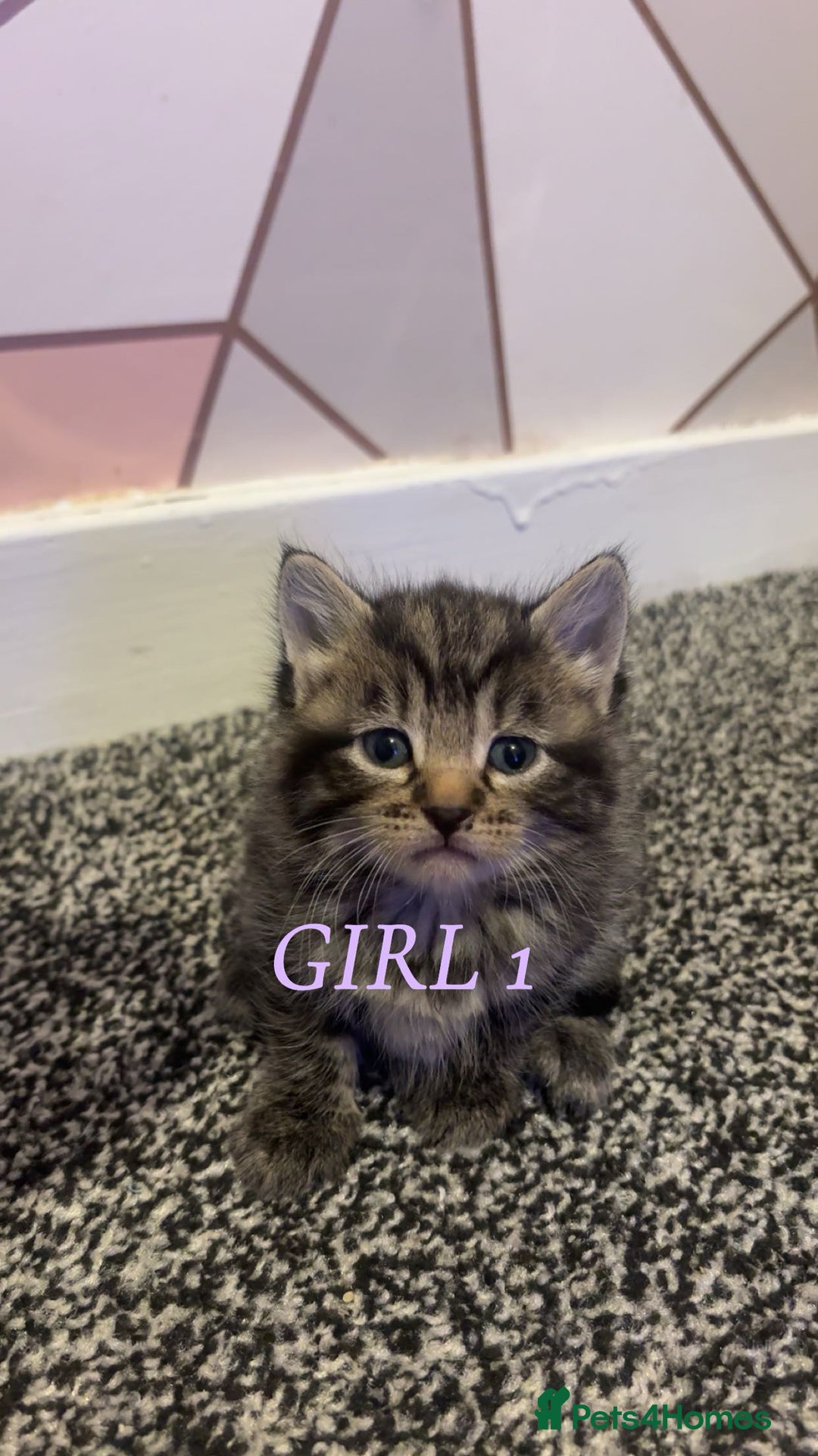 Ragdoll cats for sale: 3 Tiger ragdoll X kittens  - Image 2
