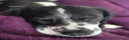 Cocker Spaniel dogs for sale: Beautiful cocker spaniel girl needing loving home in Basildon - Advert 3