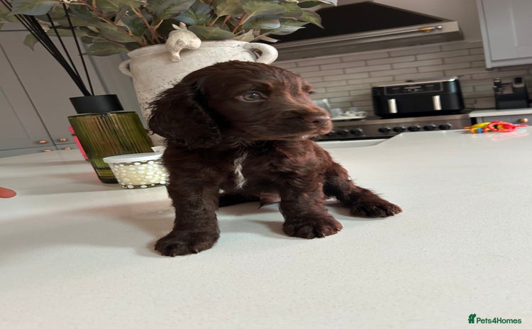 Cocker Spaniel dogs - Advert 15
