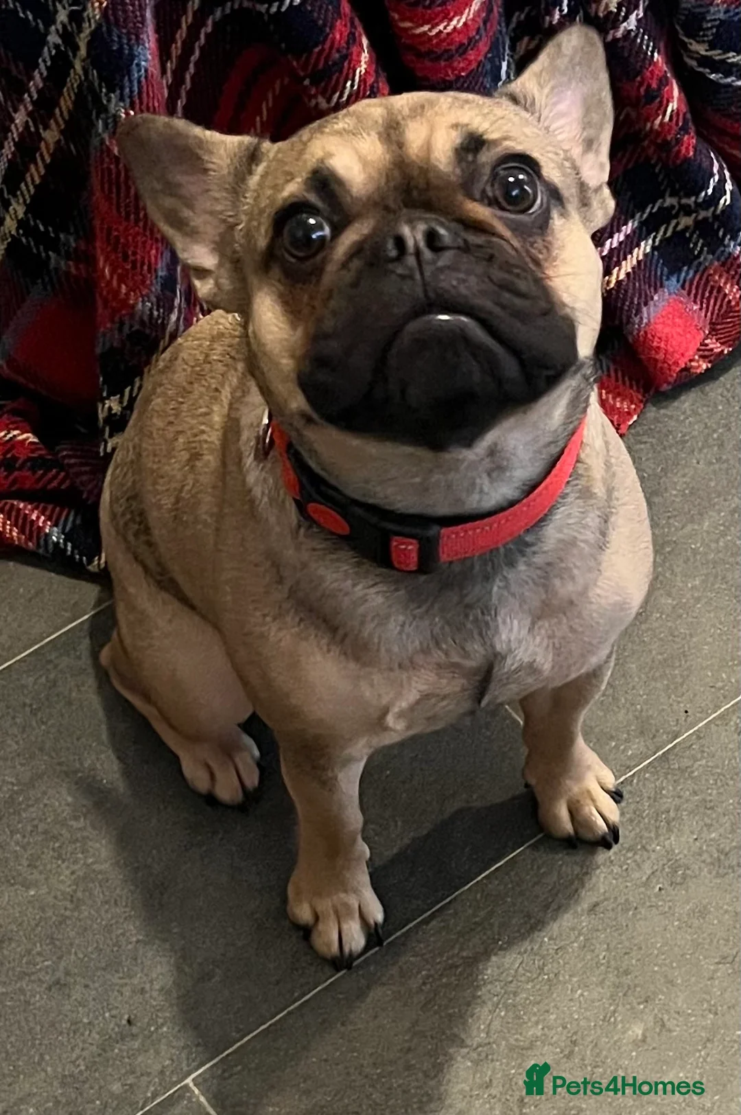French Bulldog dogs for sale: Beautiful female frenchie - Advert 2