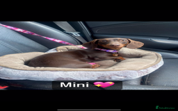 Miniature Dachshund dogs for sale: Mini dachshund pups (true real mini’s) - Image 4