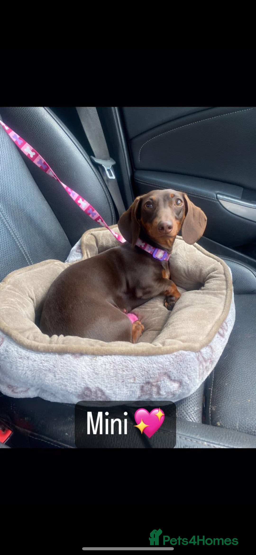 Miniature Dachshund dogs for sale: Mini dachshund pups (true real mini’s) - Image 4