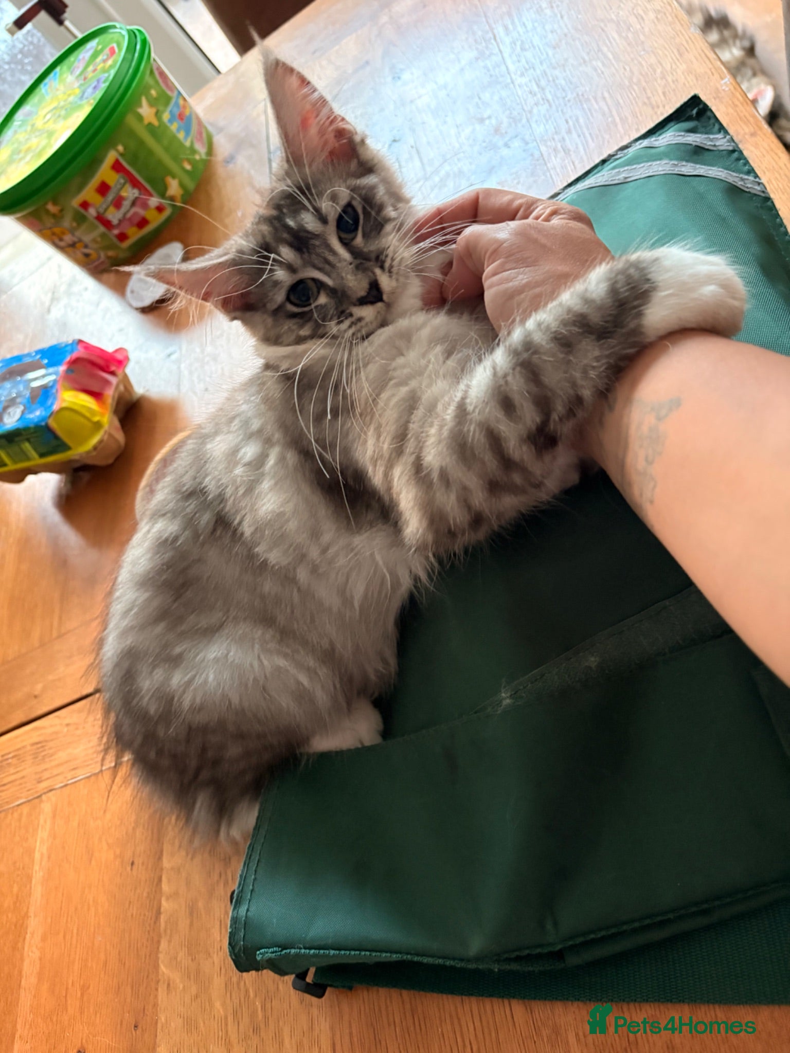 Maine Coon cats 💖Tica register kitted💖 - Advert 1