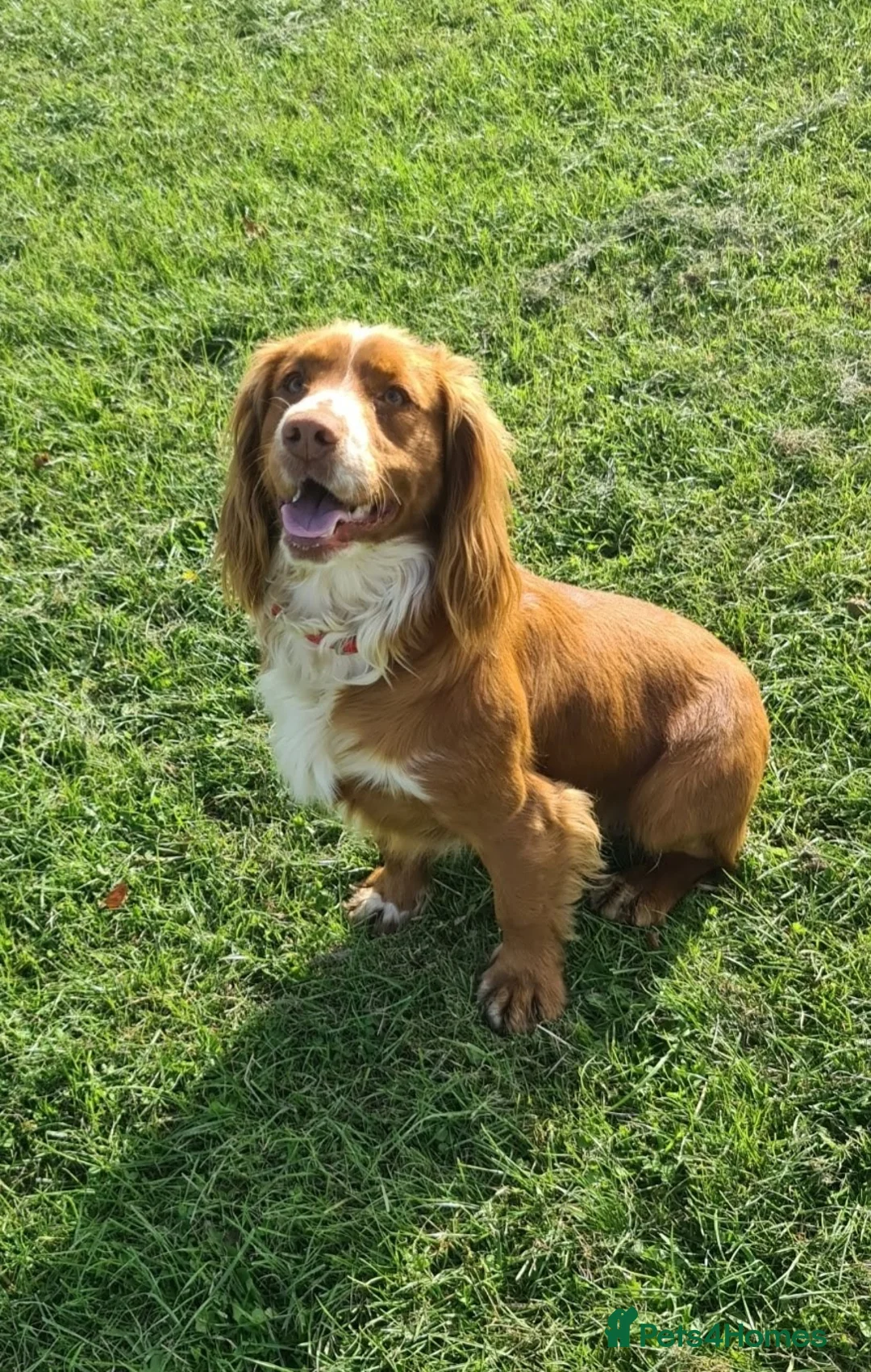 Cocker Spaniel dogs for stud: KC Reg, Health tested Red WCS Champions lines in Doncaster - Advert 4
