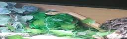 Corn Snake reptiles for sale: Corn snake - Advert 7