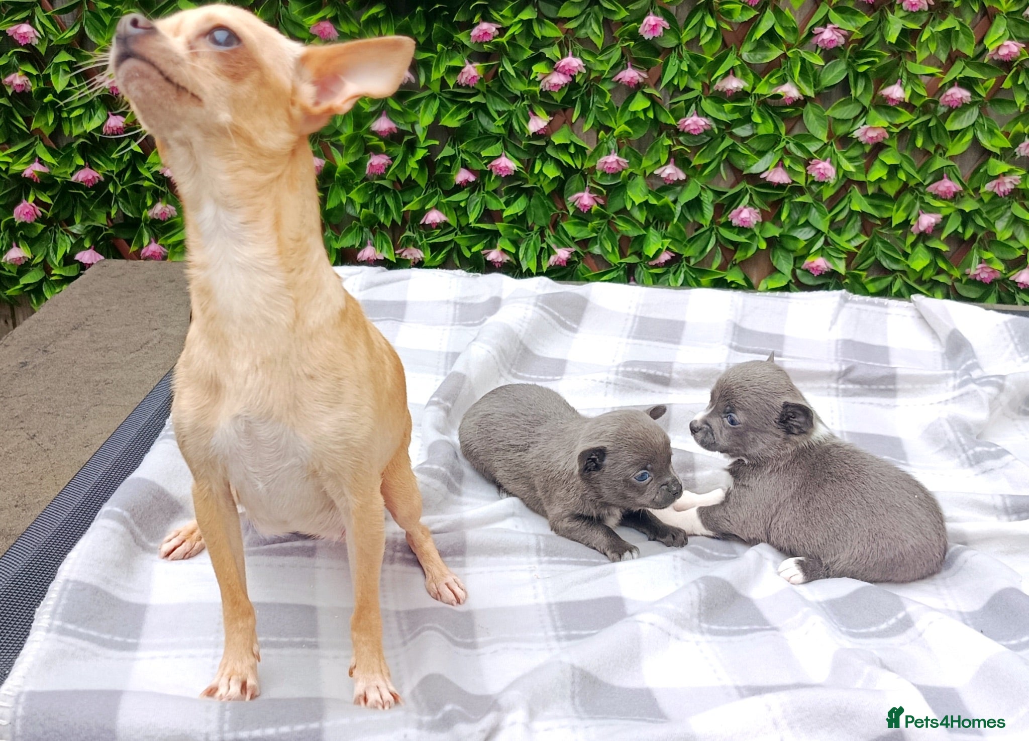 Chihuahua dogs STUNNING LITTLE PUPS KC REG 2 GIRLS  - Advert 2